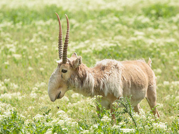 Photo-L'antilope Saïga