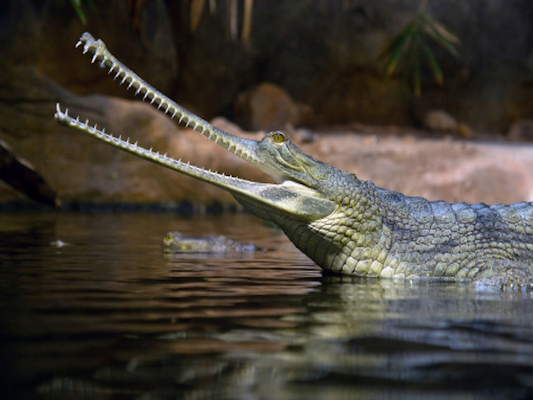 Photo-Le gavial 