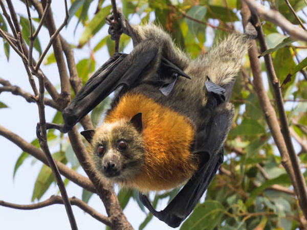 Photo-Le renard volant