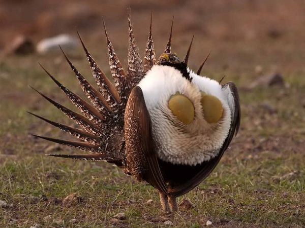 Photo-Tétras des armoises