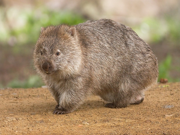 Photo-Le wombat